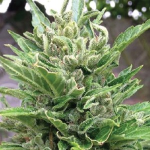 Feed a Seed – Cannabis Seed Bank South Africa