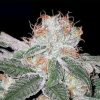 White Widow Auto-Flowering Cannabis Seeds