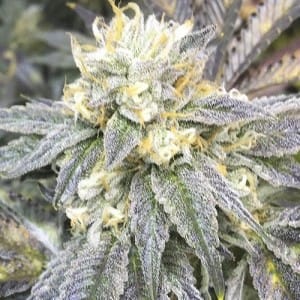 Feed a Seed – Cannabis Seed Bank South Africa