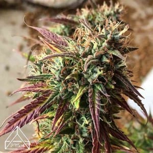 Feed a Seed – Cannabis Seed Bank South Africa