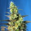 Buy Ice Cool CBD Feminized Seeds