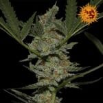 Feed a Seed – Cannabis Seed Bank South Africa