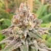Wedding Cake Feminized Cannabis Seeds