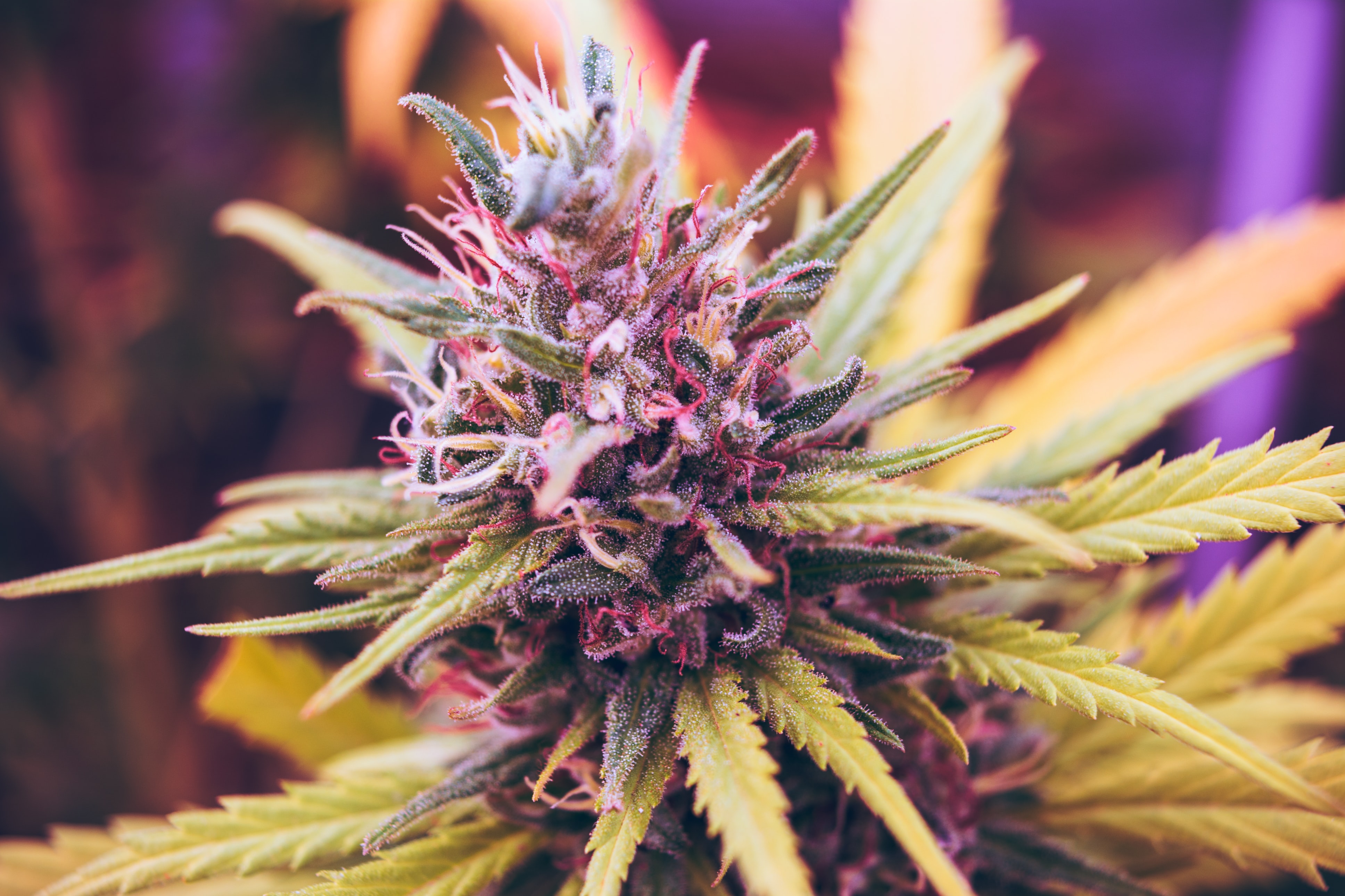 Tropicana Feminized Cannabis Seeds
