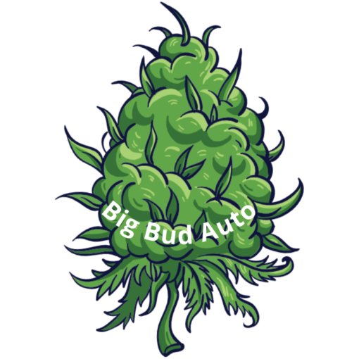Big Bud Auto-Flowering Feminized Cannabis Seeds