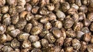 Buy Wedding Cake Auto Feminized Cannabis Seeds on Sale
