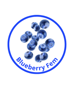 Blueberry Feminized Cannabis Seeds