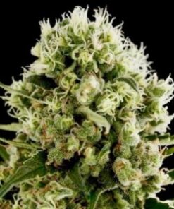 Critical Jack Auto-Flowering Cannabis Seeds