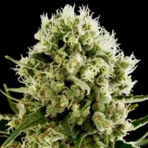 Critical Jack Auto-Flowering Cannabis Seeds