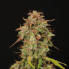 Santa Marta Haze Auto Cannabis Seeds