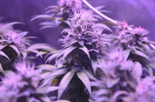 Cannabinoids, Cannabinoids and Terpenes