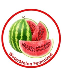 Watermelon Feminized Cannabis Seeds