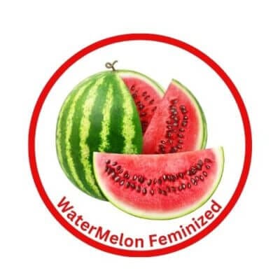 Watermelon Feminized Cannabis Seeds