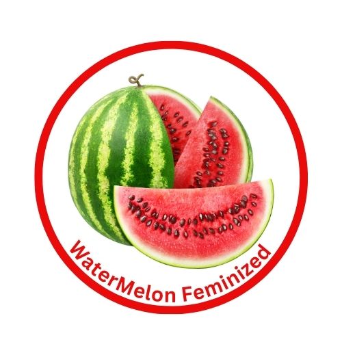 Watermelon Feminized Cannabis Seeds