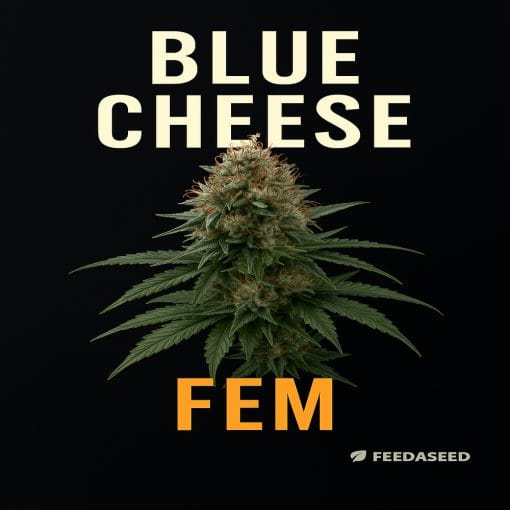 Buy Blue Cheese Feminized Cannabis Seeds on Sale
