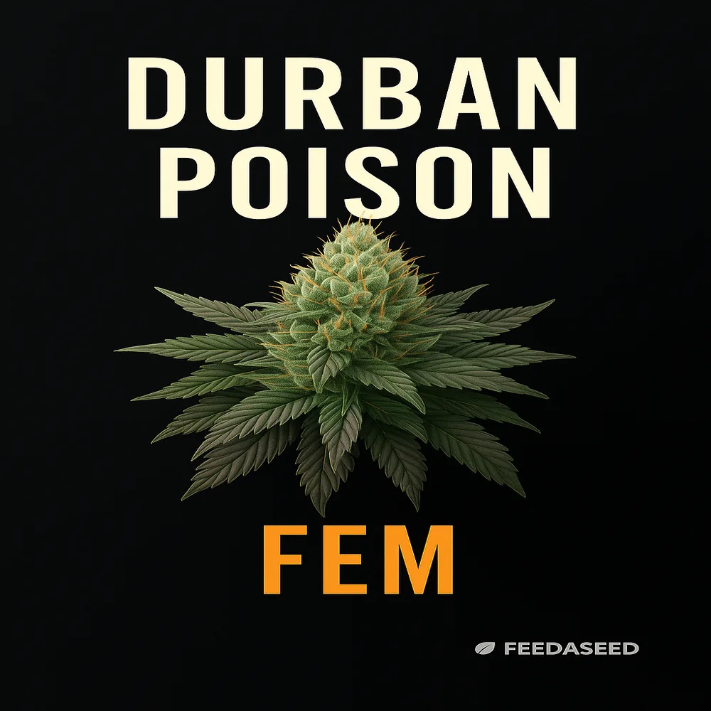 Buy Durban Poison Feminized Cannabis Seeds on Sale - Landrace - Singles
