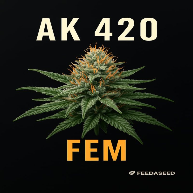 Buy AK420 Feminized Cannabis Seeds on Sale