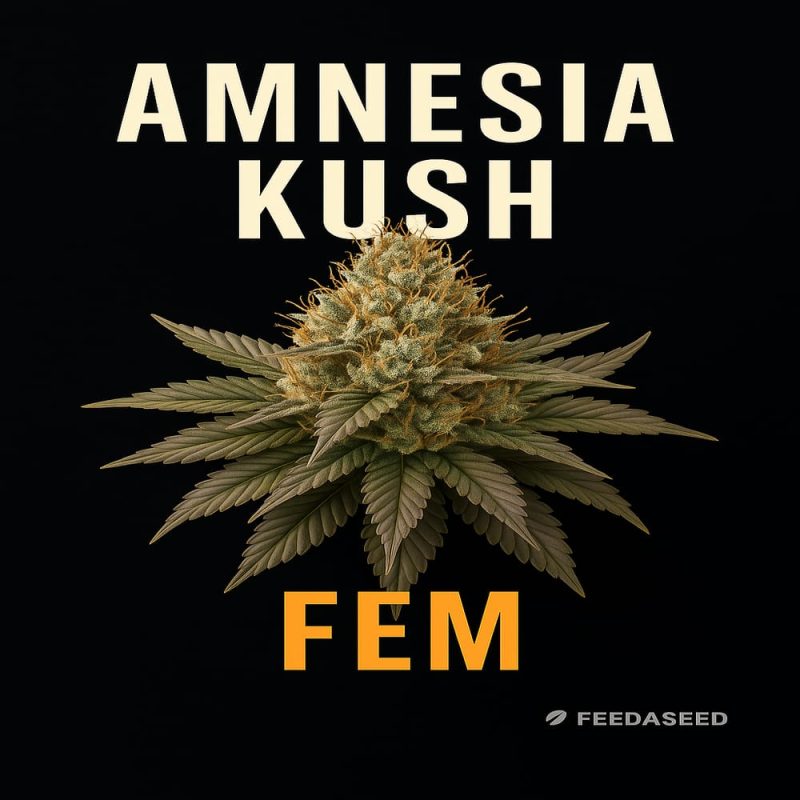 Buy Amnesia Kush Feminized Cannabis Seeds on Sale