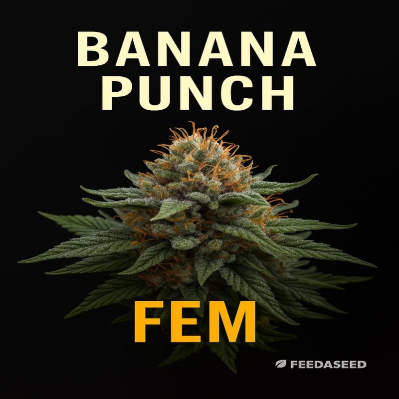 Buy Banana Punch Feminized Cannabis Seeds on Sale