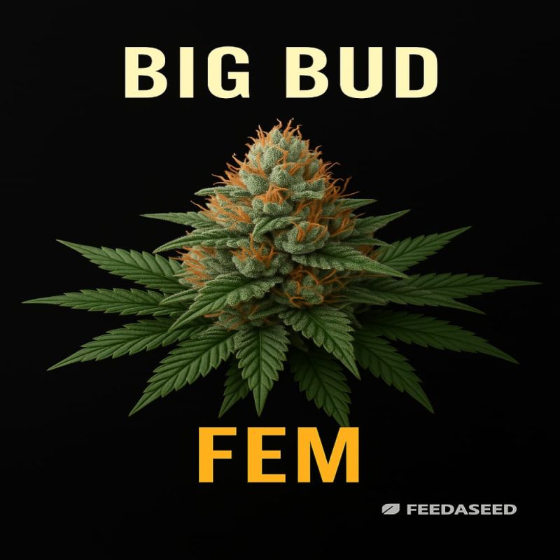 Buy Big Bud Feminized Cannabis Seeds on Sale Now
