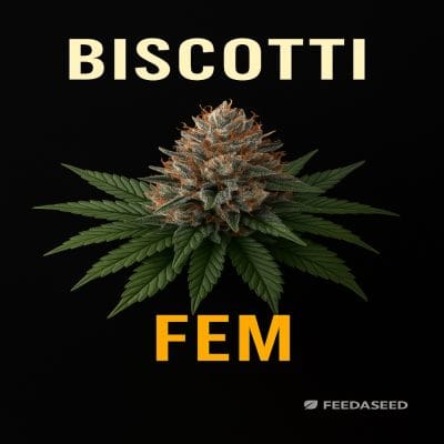 Buy Biscotti Feminized Cannabis Seeds on Sale