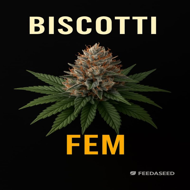 Buy Biscotti Feminized Cannabis Seeds on Sale