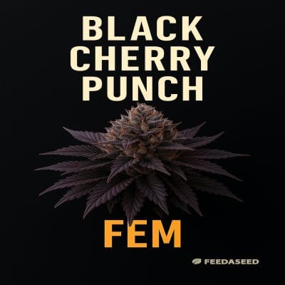 Buy Black Cherry Punch Feminized Seeds on Sale
