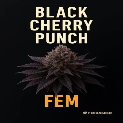 Buy Black Cherry Punch Feminized Seeds on Sale