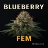 Buy BlueBerry Feminized Cannabis Seeds on Sale