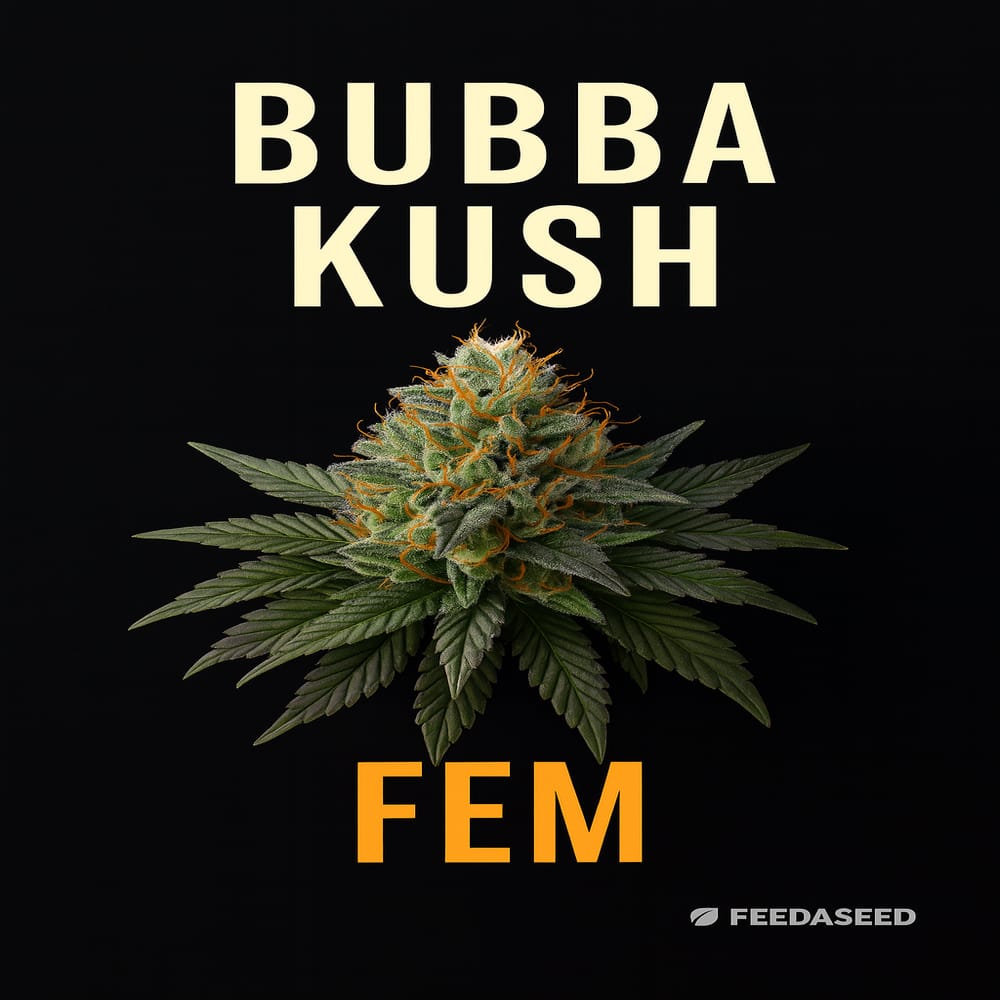 Buy Bubba Kush Feminized Seeds on Sale