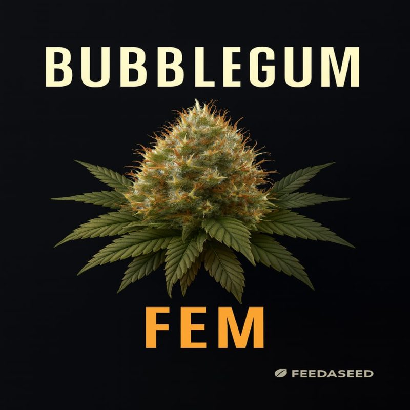 Buy Bubblegum Feminized Cannabis Seeds on Sale