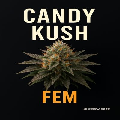 Buy Candy Kush Feminized Cannabis Seeds on Sale