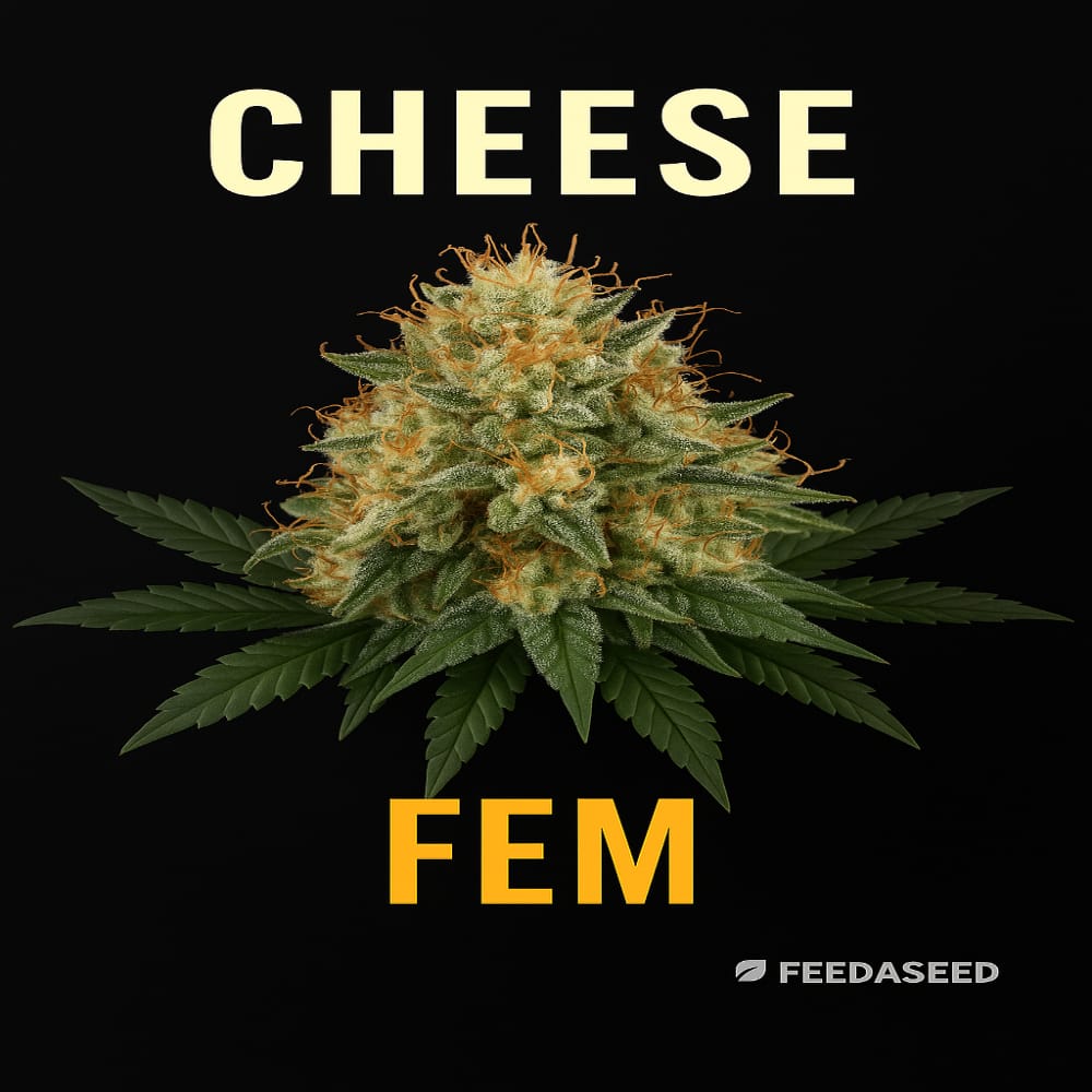 Buy Cheese Feminized Cannabis Seeds on Sale