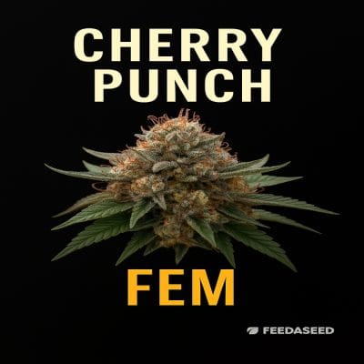 Buy Cherry Punch Feminized Cannabis Seeds on Sale