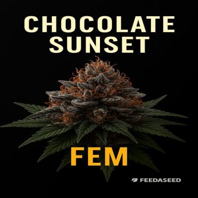 Buy Chocolate Sunset Feminized Cannabis Seeds on Sale