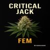 Buy Critical Jack Feminized Seeds on Sale
