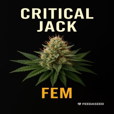 Buy Critical Jack Feminized Seeds on Sale