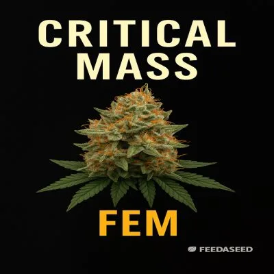 Buy Critical Mass Feminized Cannabis Seeds on Sale