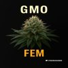Buy GMO Feminized Cannabis Seeds on Sale