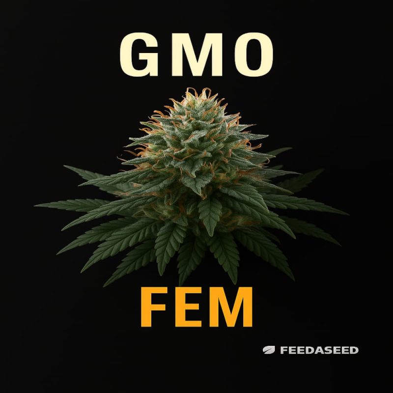 Buy GMO Feminized Cannabis Seeds on Sale