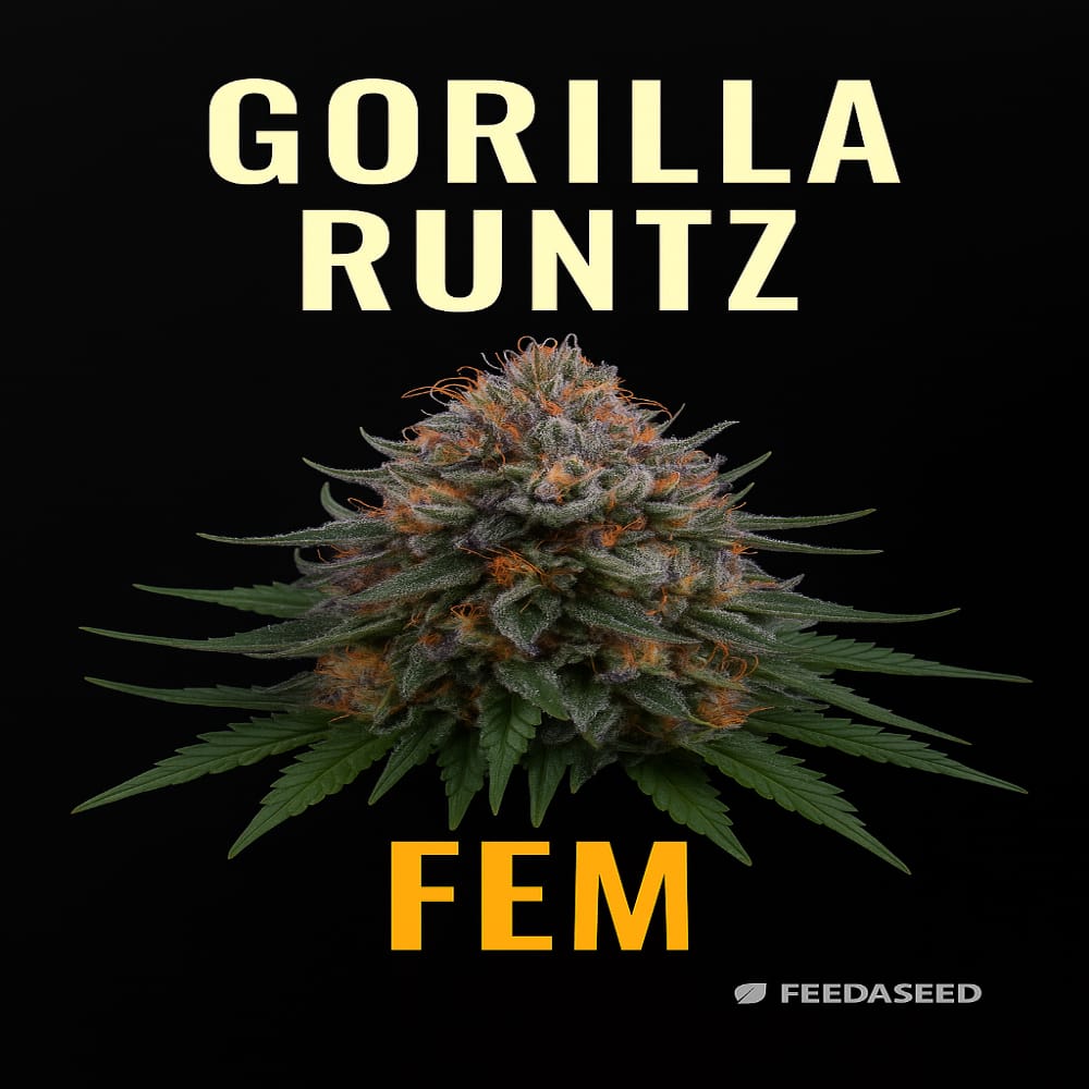 Buy Gorilla Runtz Feminized Cannabis Seeds on Sale
