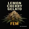 Buy Lemon Cherry Gelato Feminized Seeds on Sale