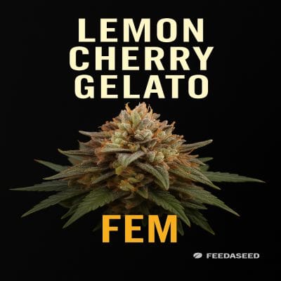 Buy Lemon Cherry Gelato Feminized Seeds on Sale