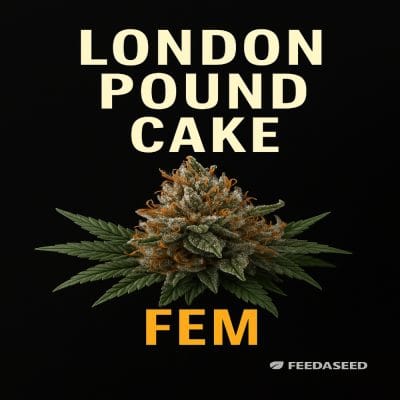 Buy London Pound Cake Feminized Cannabis Seeds on Sale