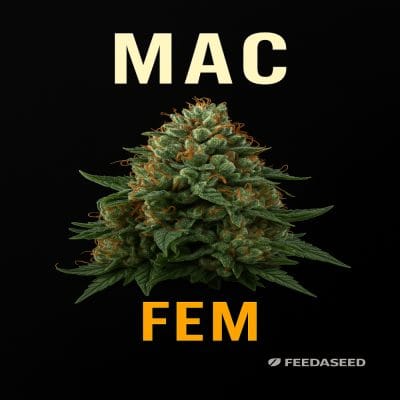 Buy MAC Feminized Seeds on Sale