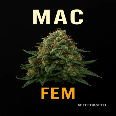 Buy MAC Feminized Seeds on Sale