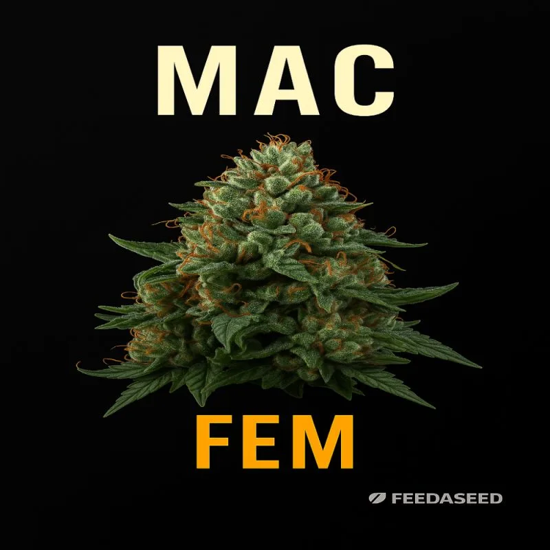 Buy MAC Feminized Seeds on Sale