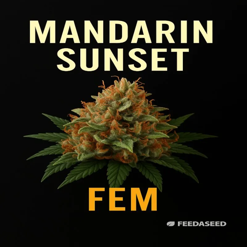 Buy Mandarin Sunset Feminized Cannabis Seeds on Sale