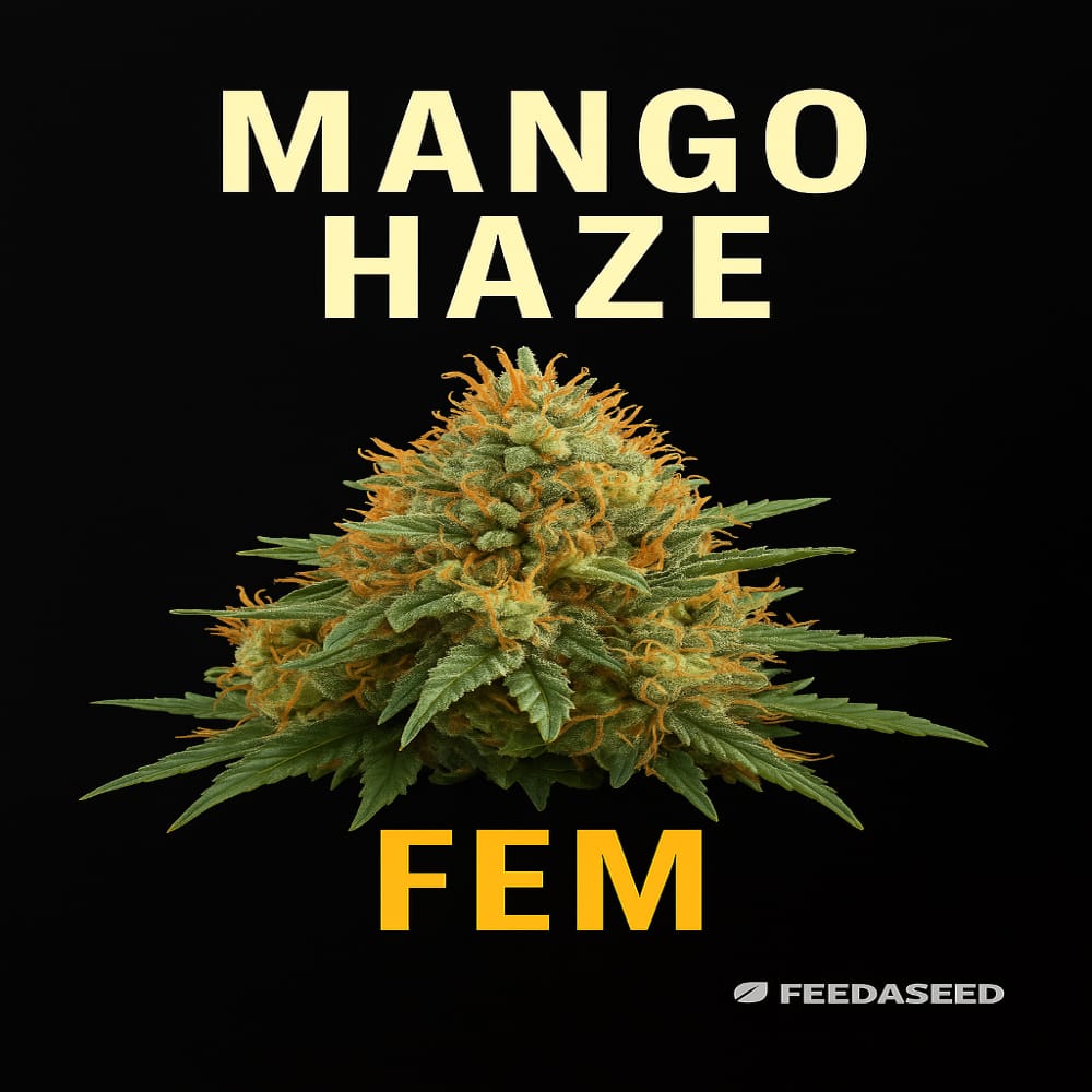 Buy Mango Haze Feminized Cannabis Seeds on Sale
