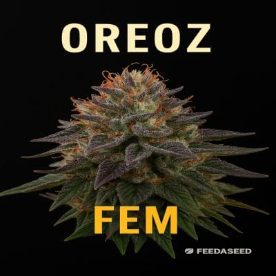 Buy Oreoz Feminized Seeds on Sale